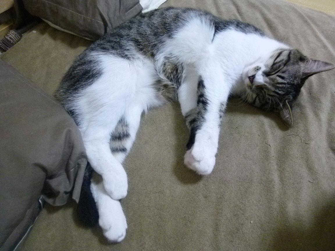 开云APP-皮克末节接管比赛，莱比锡红牛如何冲垮秘鲁式足球